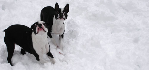 Snow dogs