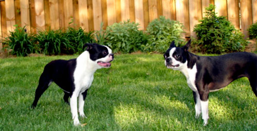 Elsa and Zoey in the grass