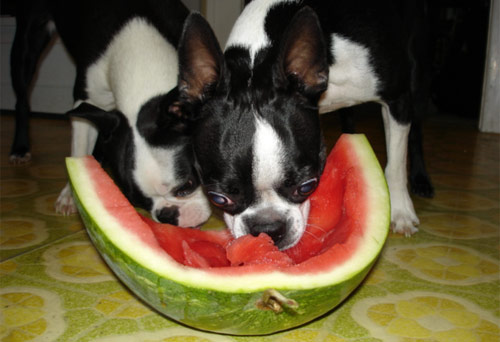 Elsa and Zoey eat Watermelon