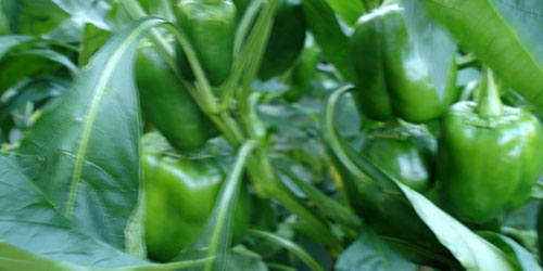 green peppers!