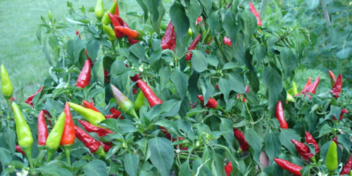 hot pepper!