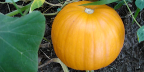 pumpkin!