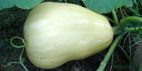 butternut squash!