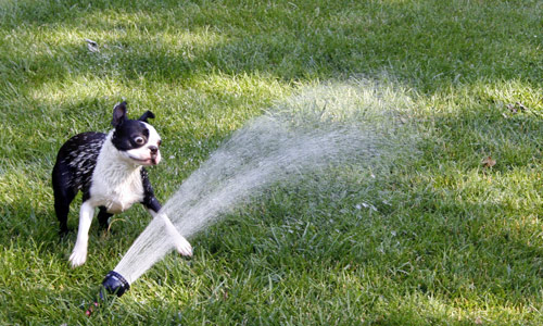 Elsa and the sprinkler