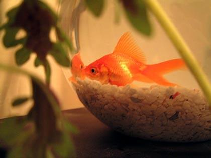 Meet Yeti and Gill
