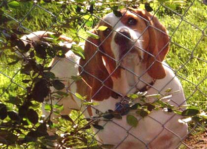 Yes Mr. Beagle