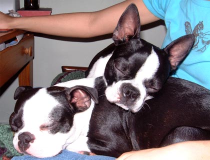 puppy pile up