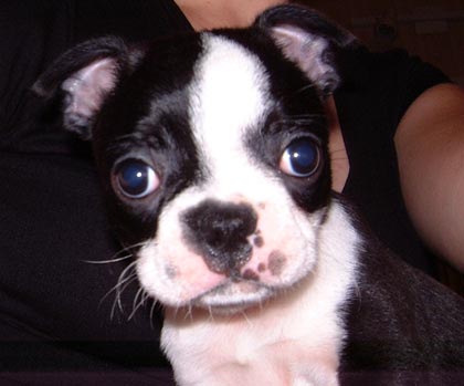Zooey the Boston Terrier