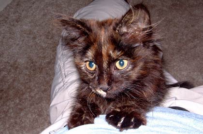 no name cute kitten